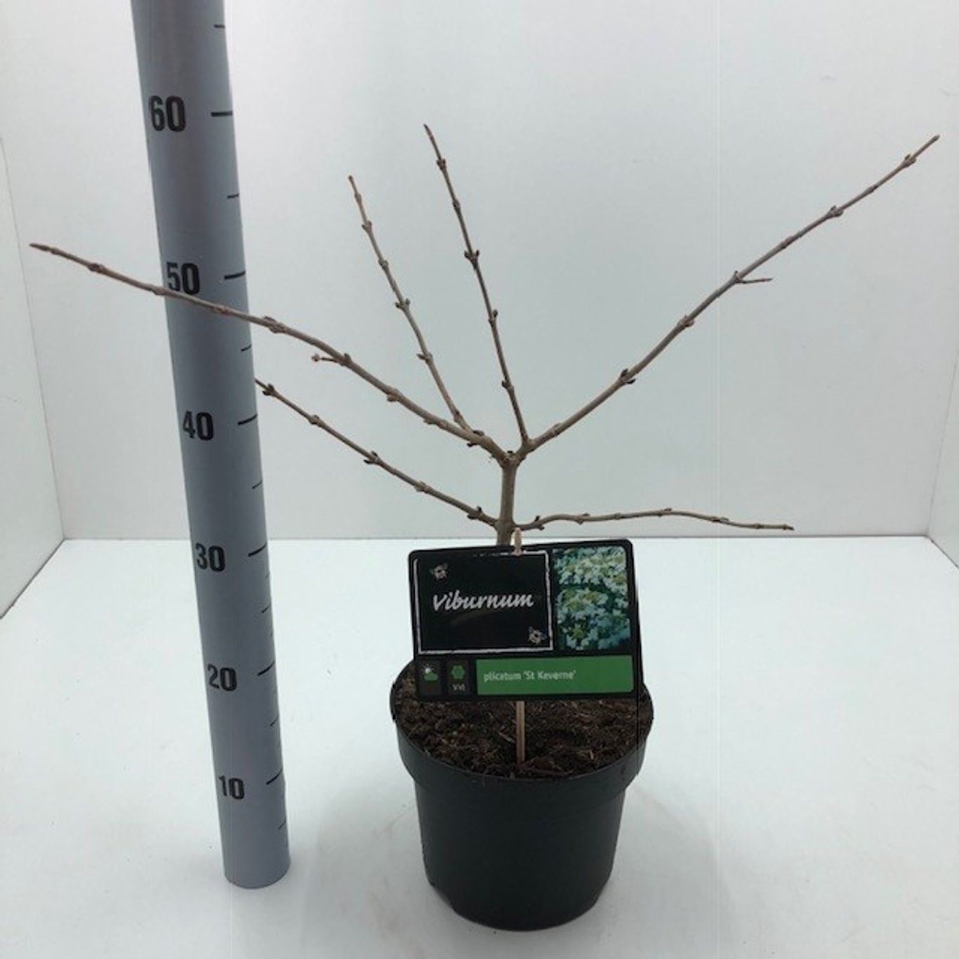 Viburnum plic. 'St Keverne' - C4